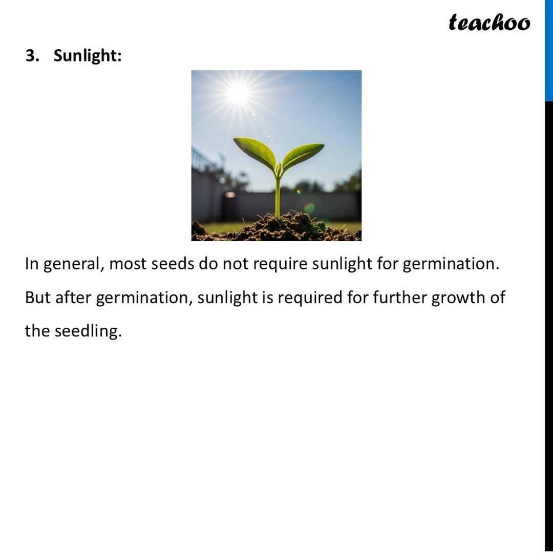 Essential Conditions for germination of a seed [With Example]