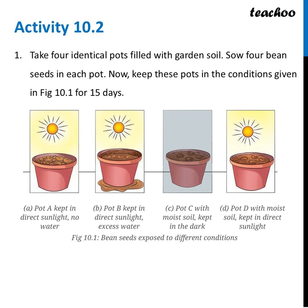 Essential Conditions for germination of a seed [With Example]