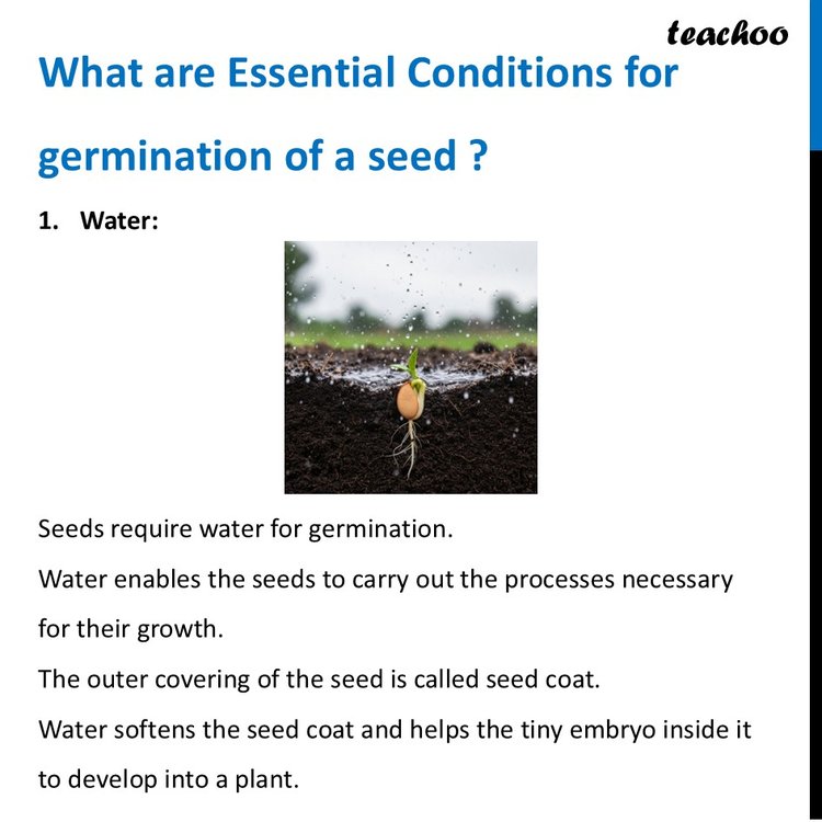 Essential Conditions for germination of a seed [With Example]