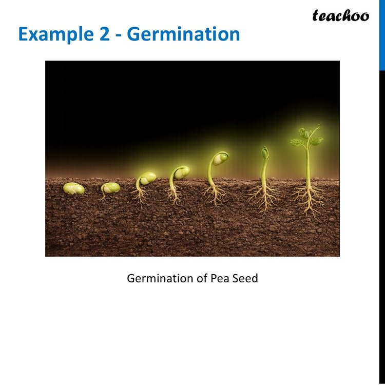 Essential Conditions for germination of a seed [With Example]