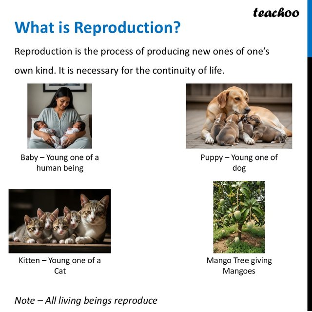 What is Reproduction? [With Example] - Class 6 Curiosity - Teachoo