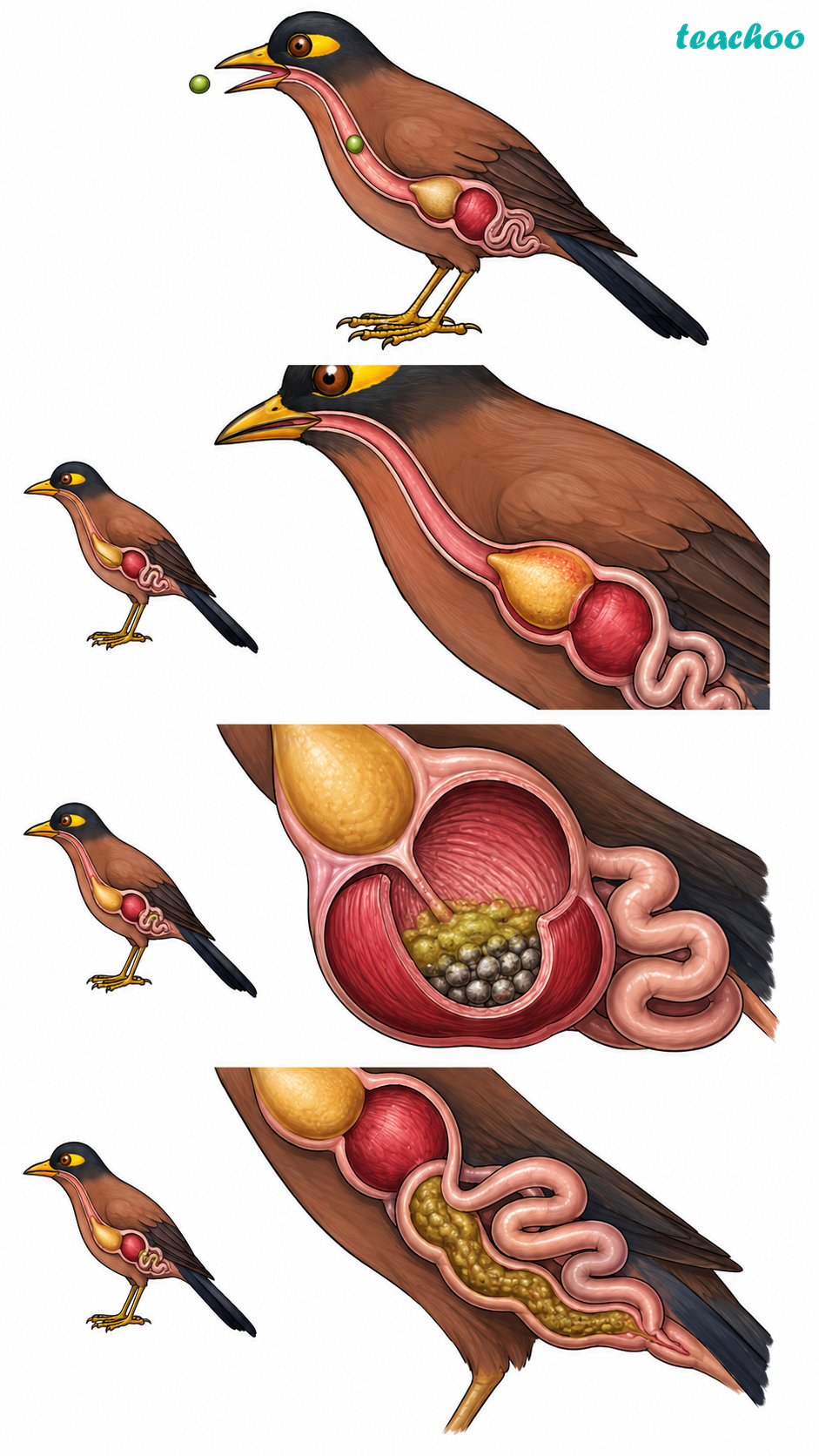 part 3 - 9.1.2 Do All Animals Digest Food the Same Way as Humans Do? - Concepts - Chapter 9 Class 7 - Life Processes in Animals (Curiosity) - Class 7 (Curiosity)