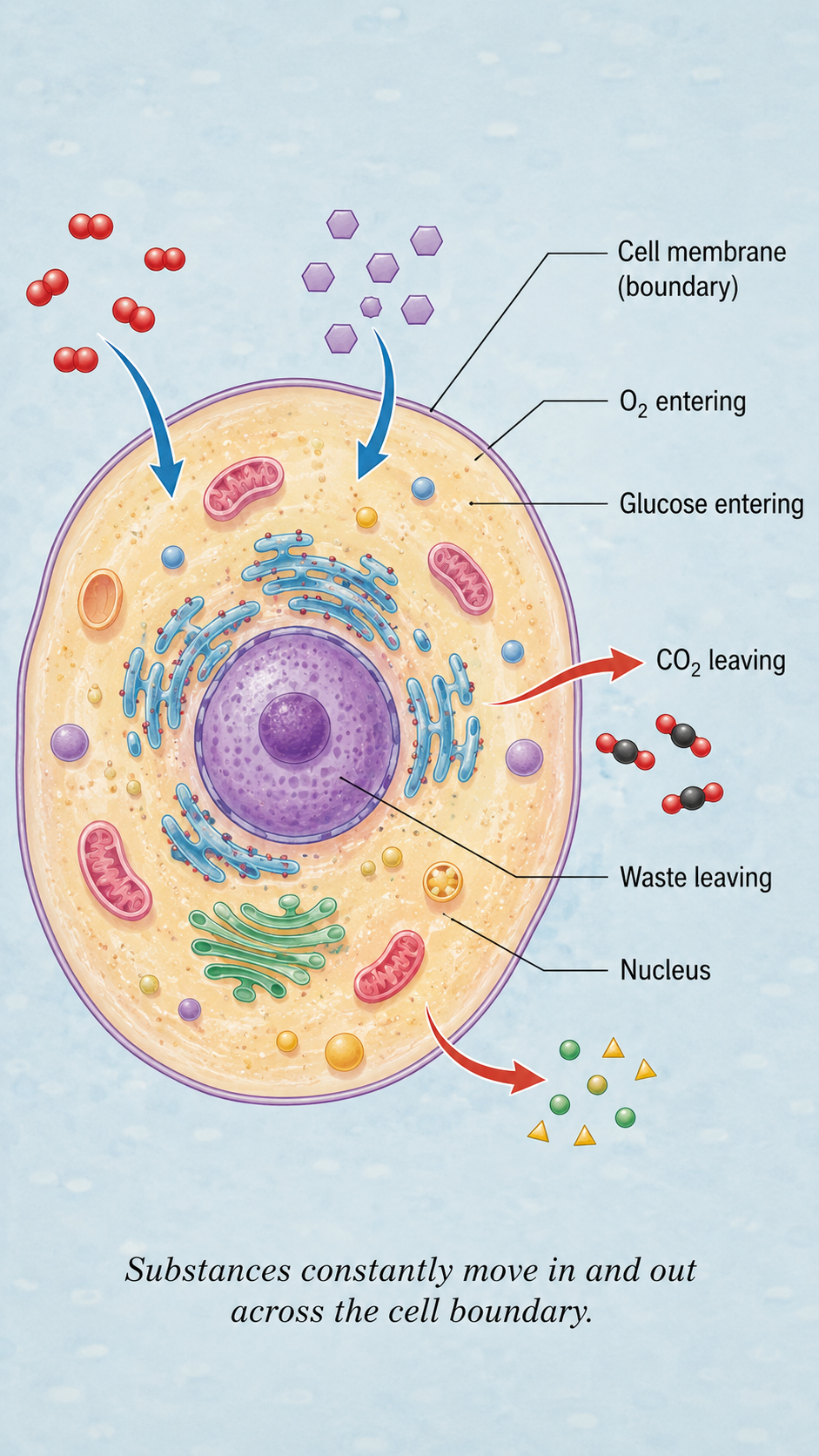 Image: A simple diagram of a cell with arrows showing substances moving in and out across its outer boundary, illustrating how a cell exchanges materials with its external environment.