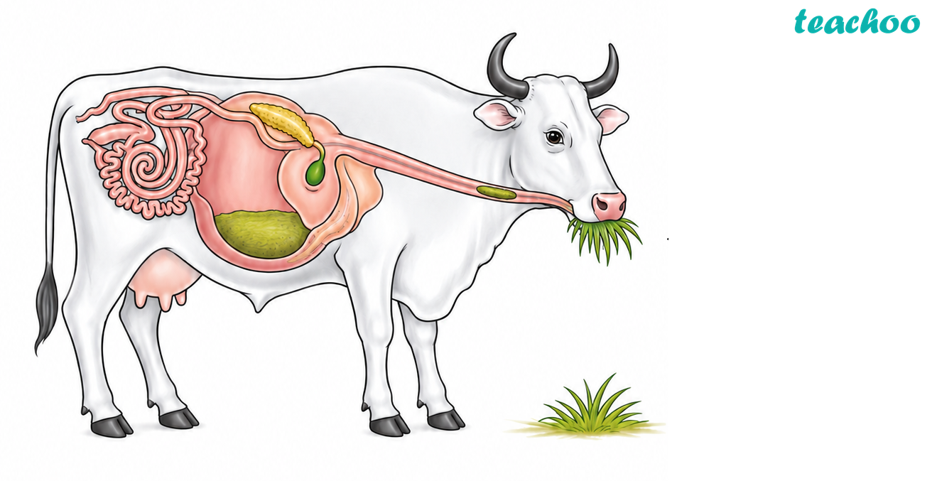 part 2 - 9.1.2 Do All Animals Digest Food the Same Way as Humans Do? - Concepts - Chapter 9 Class 7 - Life Processes in Animals (Curiosity) - Class 7 (Curiosity)