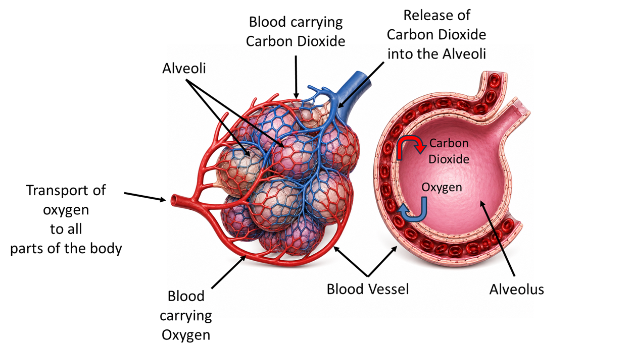 part 8 - 9.2.1 Respiration in Humans - Concepts - Chapter 9 Class 7 - Life Processes in Animals (Curiosity) - Class 7
