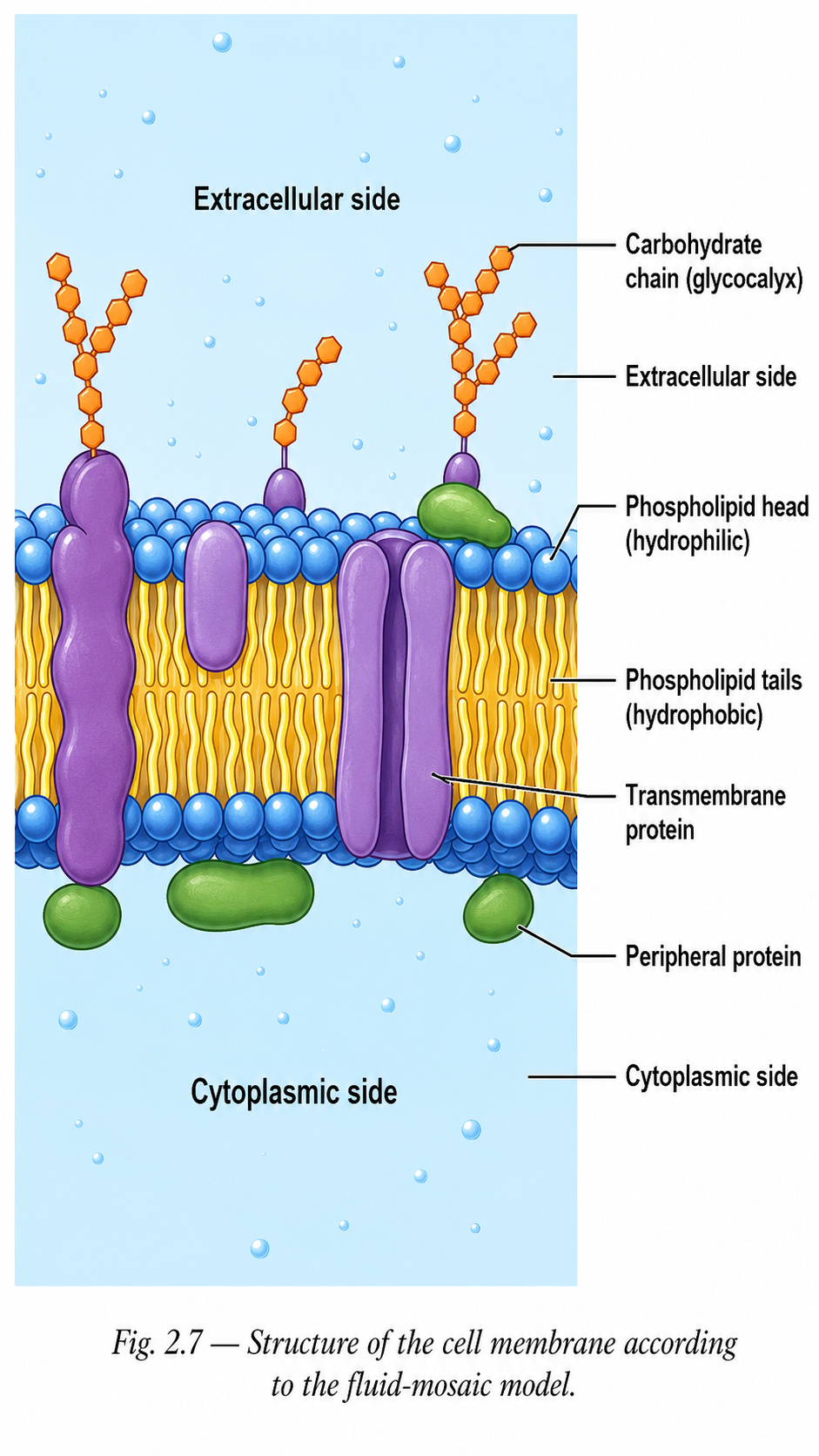 Image: A cross-section diagram of a cell membrane showing a double layer of lipid molecules with water-attracting heads outwards and water-repelling tails inwards, with various proteins embedded across the bilayer.