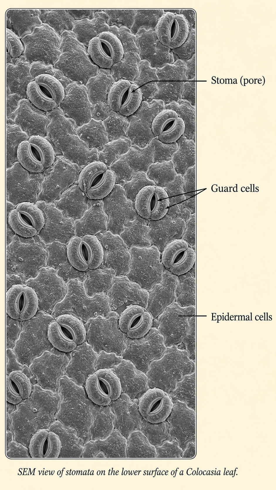Image: A scanning electron microscope image of the lower surface of a Colocasia leaf showing many tiny mouth-like openings called stomata scattered across the leaf surface.