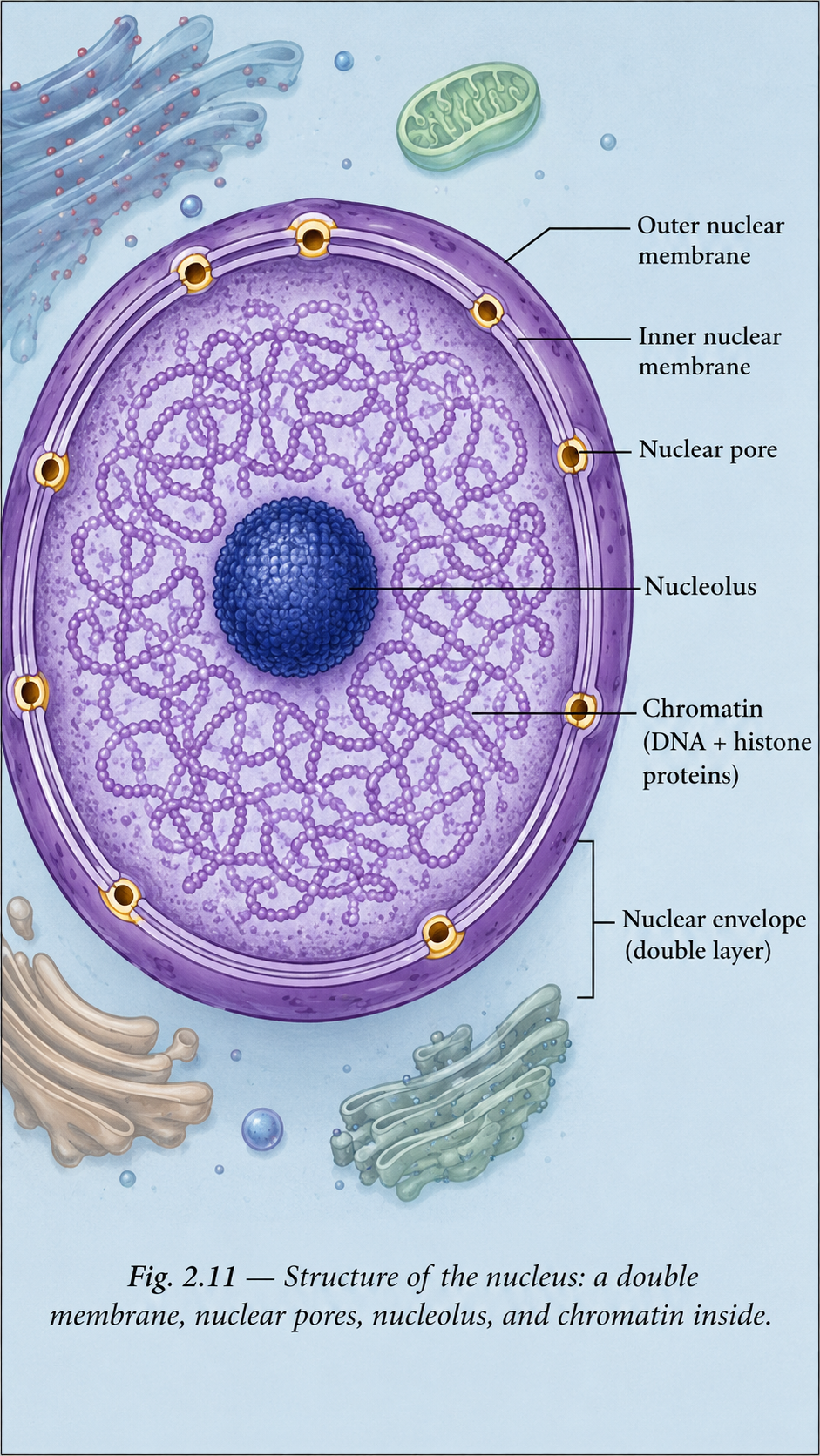 Image: A diagram of a cell nucleus showing the double-layered nuclear membrane with nuclear pores, the round dense nucleolus inside, and entangled chromatin threads, labelled to show the structure of a nucleus.