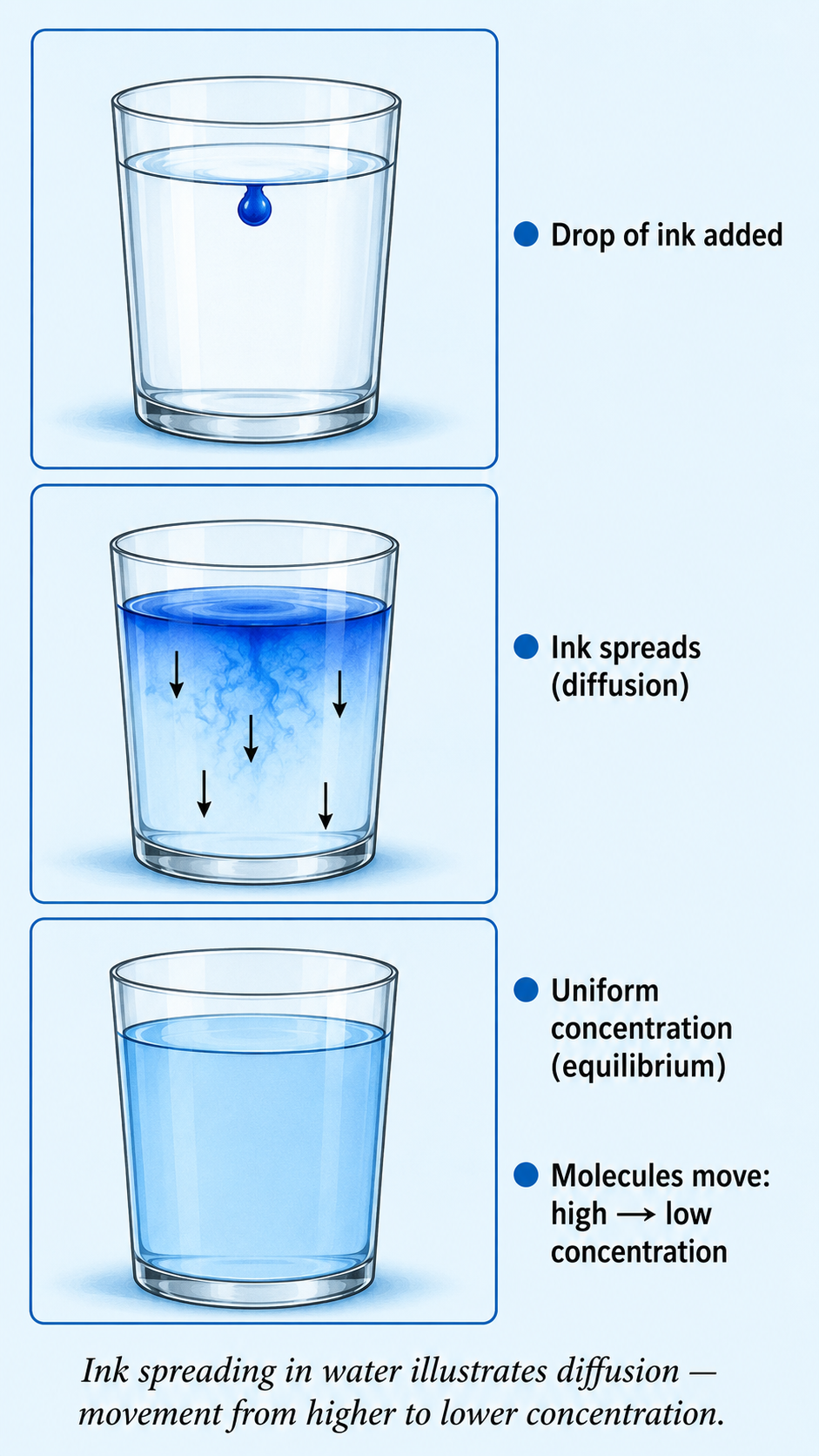 Image: A drop of ink spreading out evenly in a glass of water, showing particles moving from a region of higher concentration to lower concentration during diffusion.