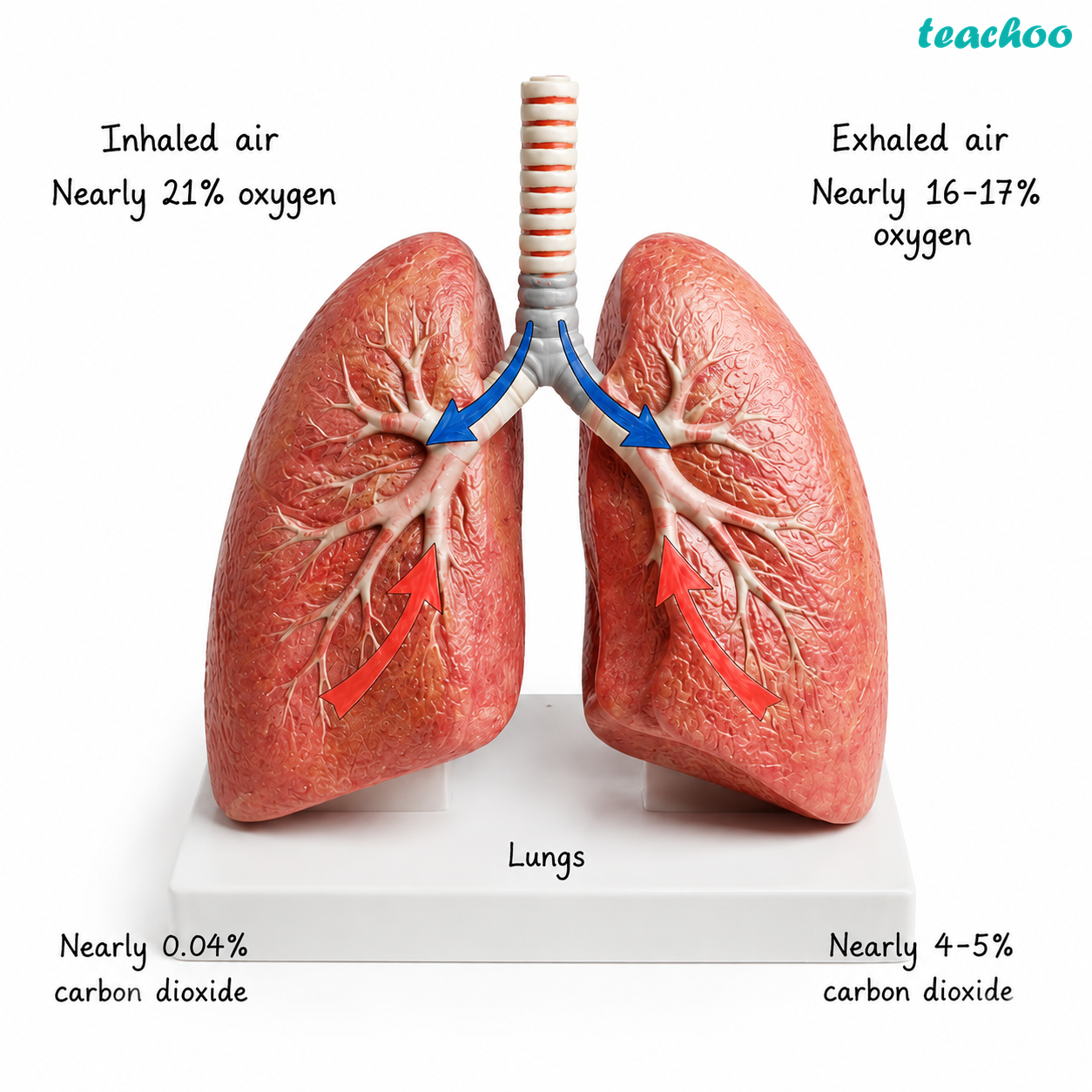 part 5 - 9.2.1 Respiration in Humans - Concepts - Chapter 9 Class 7 - Life Processes in Animals (Curiosity) - Class 7 (Curiosity)