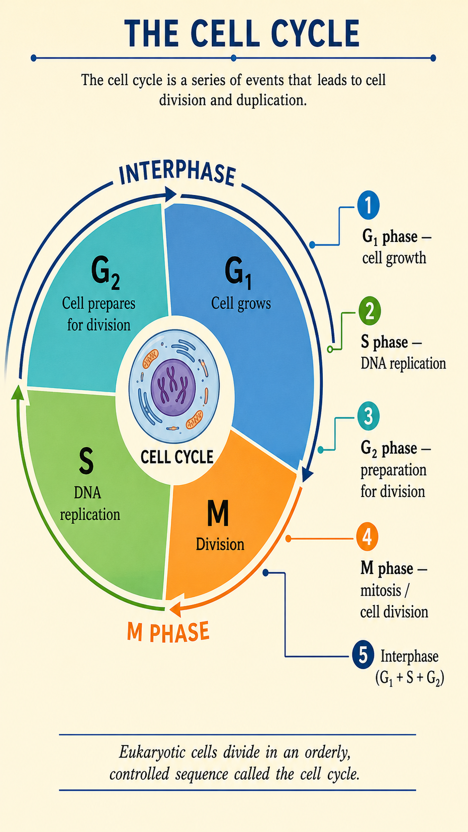 Image: A diagram showing about one per cent of the body's cells being replaced each day, with eukaryotic cells dividing in a controlled, orderly sequence known as the cell cycle.