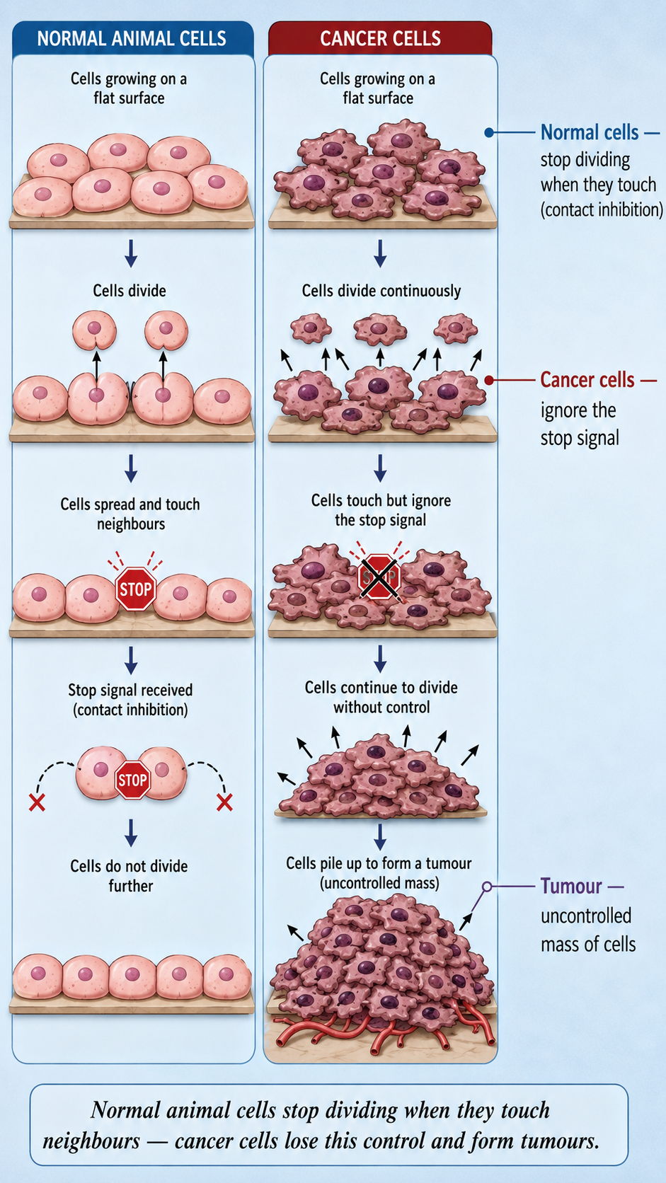 Image: Normal animal cells stopping their division when they touch neighbouring cells to show contact inhibition, beside cancer cells that ignore this signal and keep dividing into a tumour.