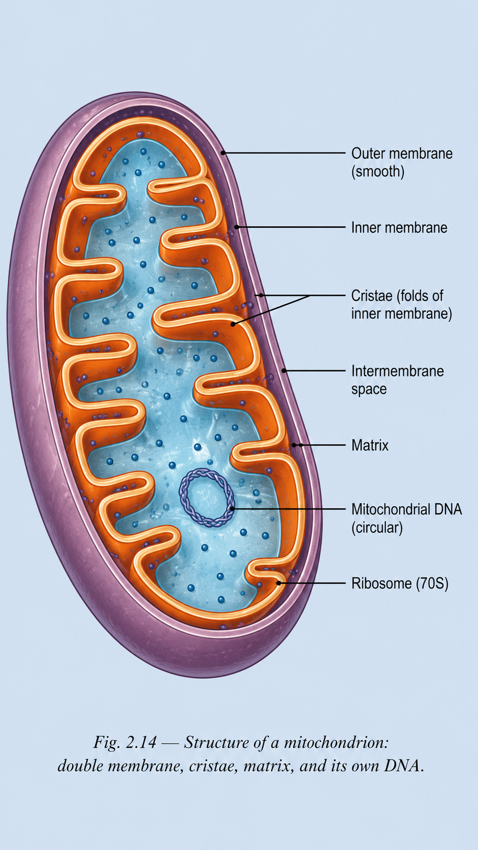 Image: A diagram of a mitochondrion showing its smooth outer membrane and inner membrane folded into finger-like projections called cristae, with the intermembrane space, its own DNA and ribosomes labelled inside.