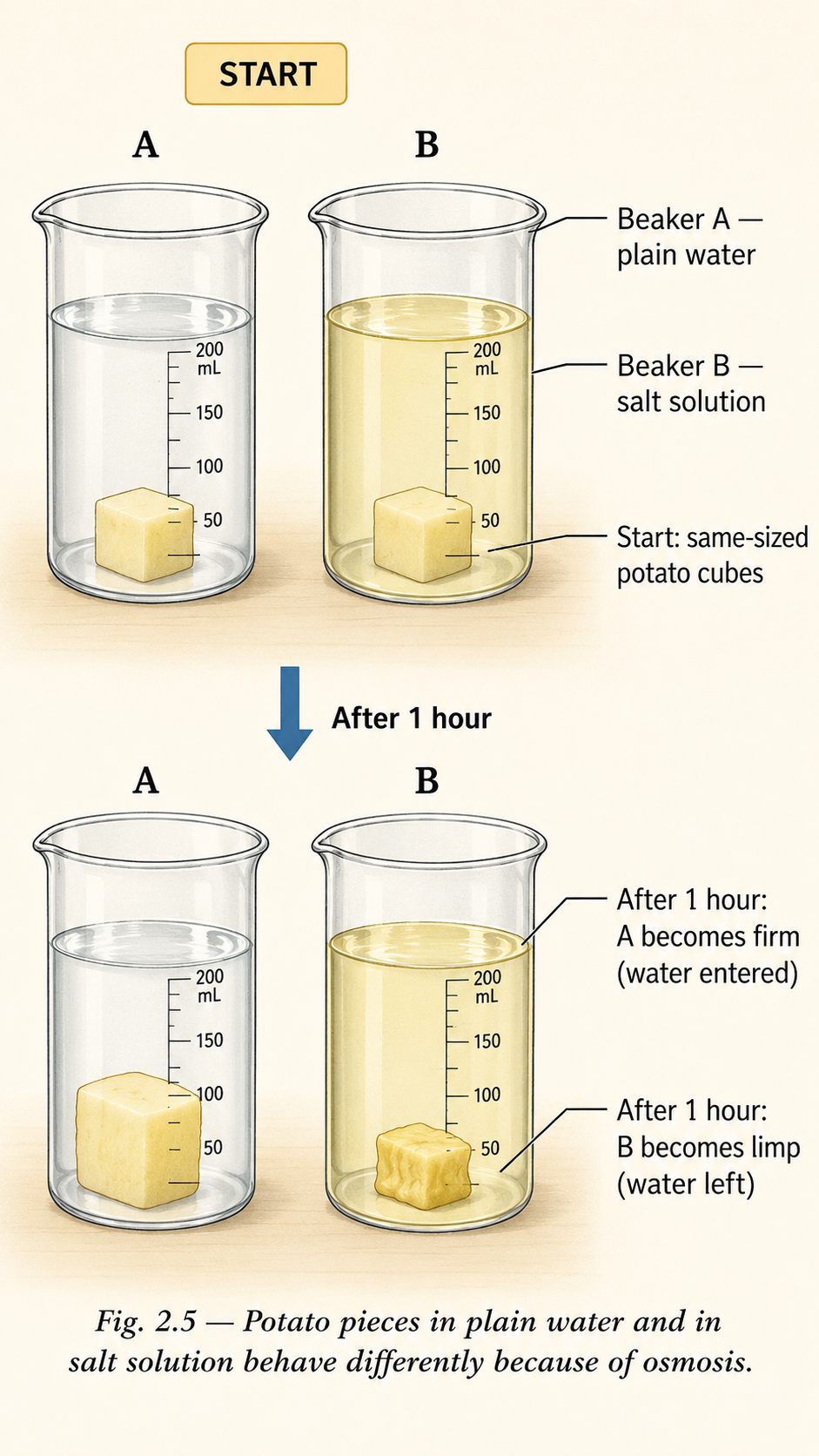 Image: Two beakers labelled A and B, one with a potato piece in plain water and one with a potato piece in salt solution, shown at the start and again after an hour with the pieces changed in size.
