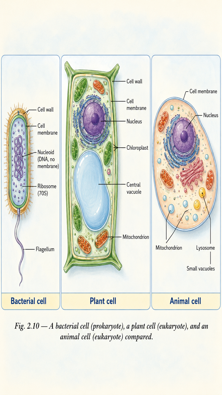 Image: Three labelled diagrams side by side — a typical bacterial cell with nucleoid and flagellum, a typical plant cell with cell wall, chloroplast and vacuole, and a typical animal cell with nucleus, mitochondria and lysosomes.
