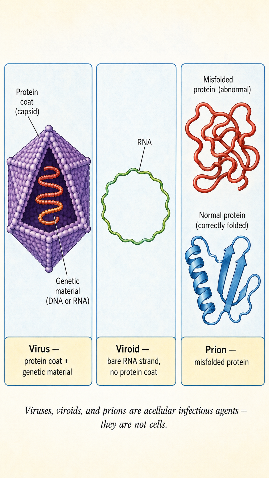 Image: Tiny illustrations of a virus with a protein coat around its genetic material, a viroid as bare genetic material, and a prion as a misfolded protein, all labelled as acellular infectious agents too small for a light microscope.