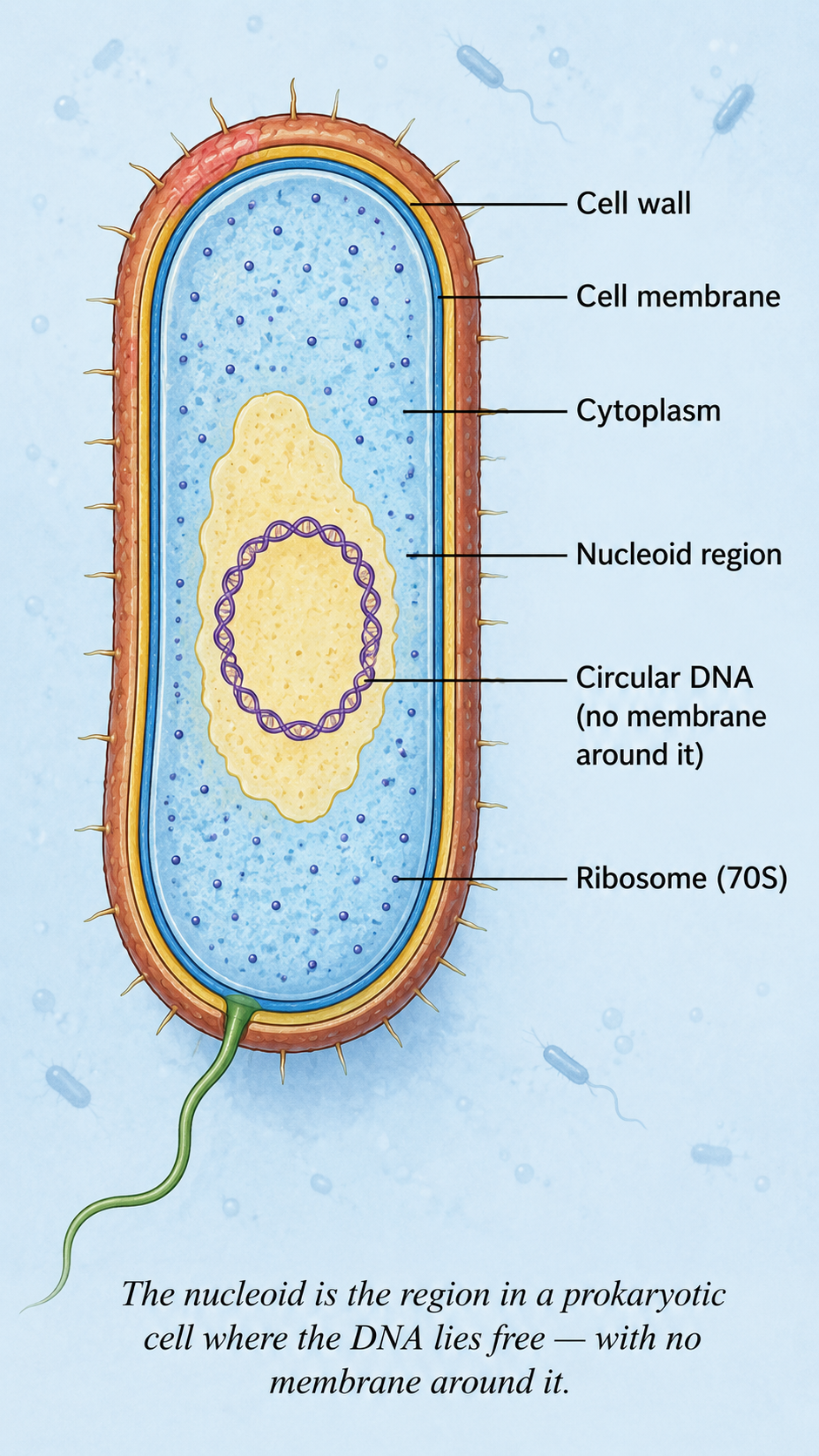 Image: A bacterial cell showing its single circular DNA molecule lying free in the cytoplasm in a region labelled nucleoid, with no membrane around it, unlike a true nucleus.