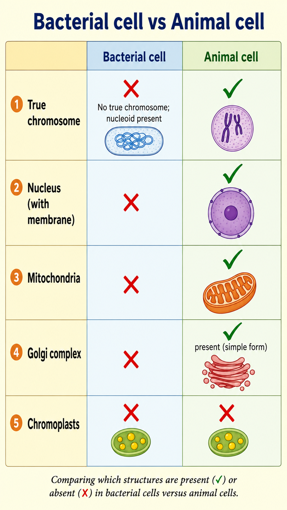 Image: A two-column table listing chromosome, nucleus, mitochondria, Golgi complex and chromoplasts, with one column for the bacterial cell and one for the animal cell to mark present or absent.