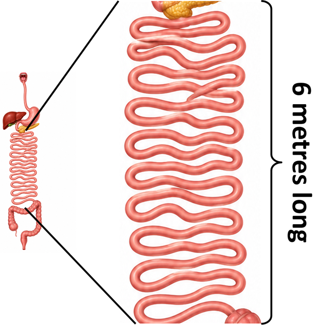 part 7 - 9.1.1 Digestion in Human Beings - Concepts - Chapter 9 Class 7 - Life Processes in Animals (Curiosity) - Class 7