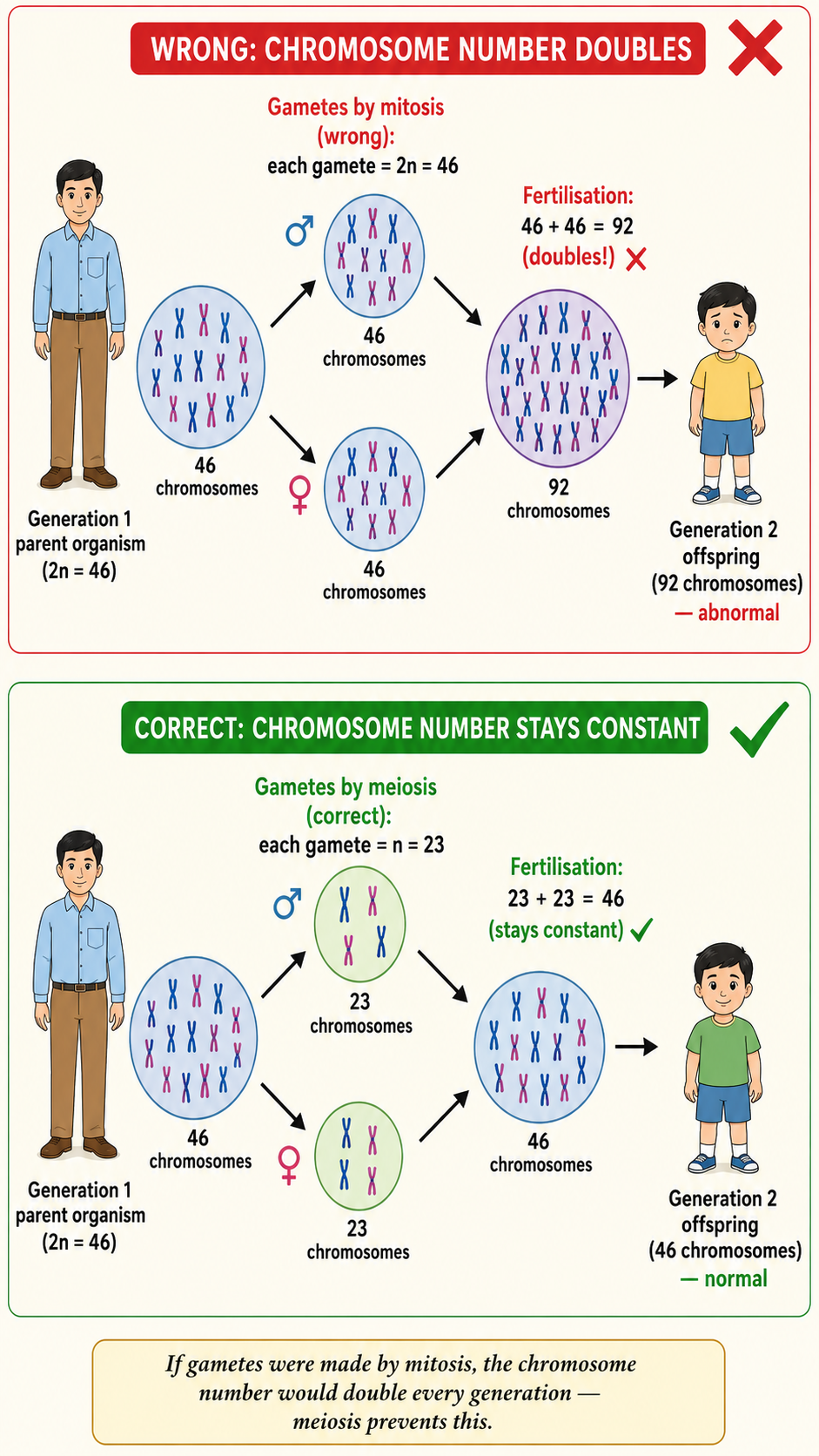 Image: A diagram showing gametes formed by mitosis keeping the full chromosome number, so that after fertilisation the chromosome number would double in each generation instead of staying constant.