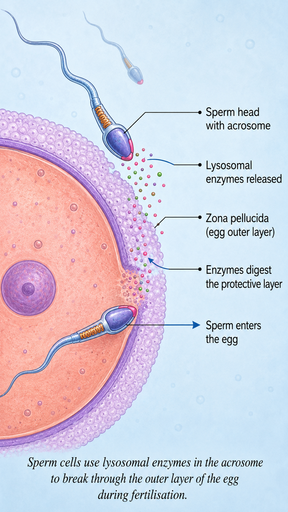 Image: A human sperm cell approaching an egg, with the tip of the sperm releasing lysosomal enzymes that break down the outer layer of the egg to allow fertilisation to take place.