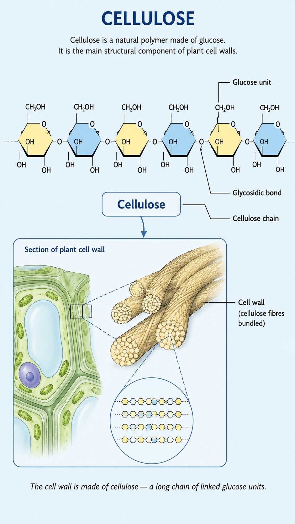 Image: A diagram of cellulose shown as many glucose units linked together in a long chain to form the plant cell wall, with a note that cellulose also acts as roughage in our diet.