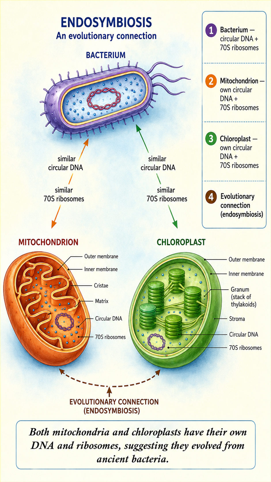 Image: A mitochondrion and a chloroplast each shown with their own circular DNA and ribosomes, placed beside a bacterium with similar features, suggesting a shared evolutionary history.