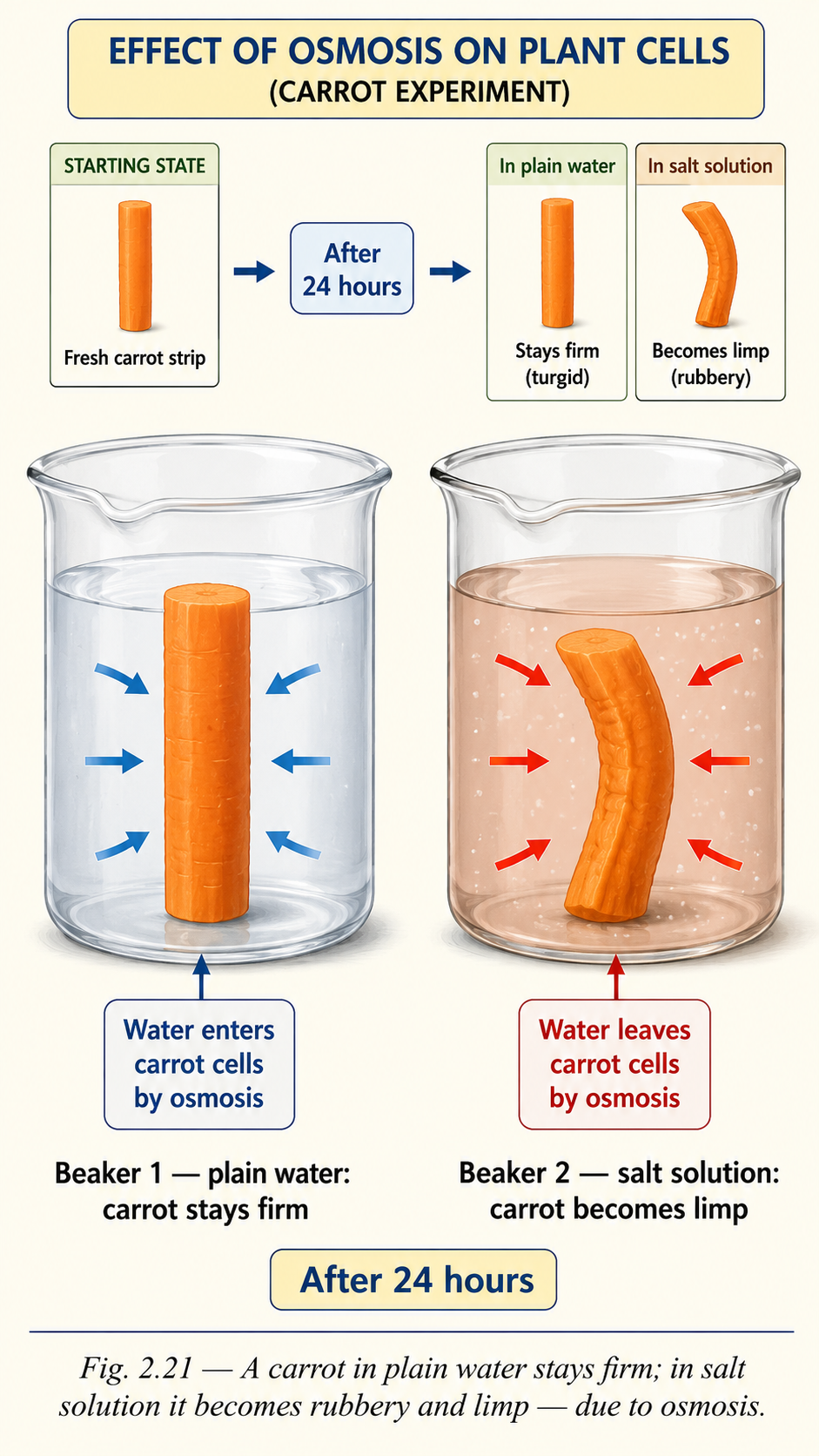 Image: Two carrots of similar size, one placed in a beaker of plain water staying stiff and crunchy, and the other in concentrated salt solution becoming rubbery and limp after 24 hours.
