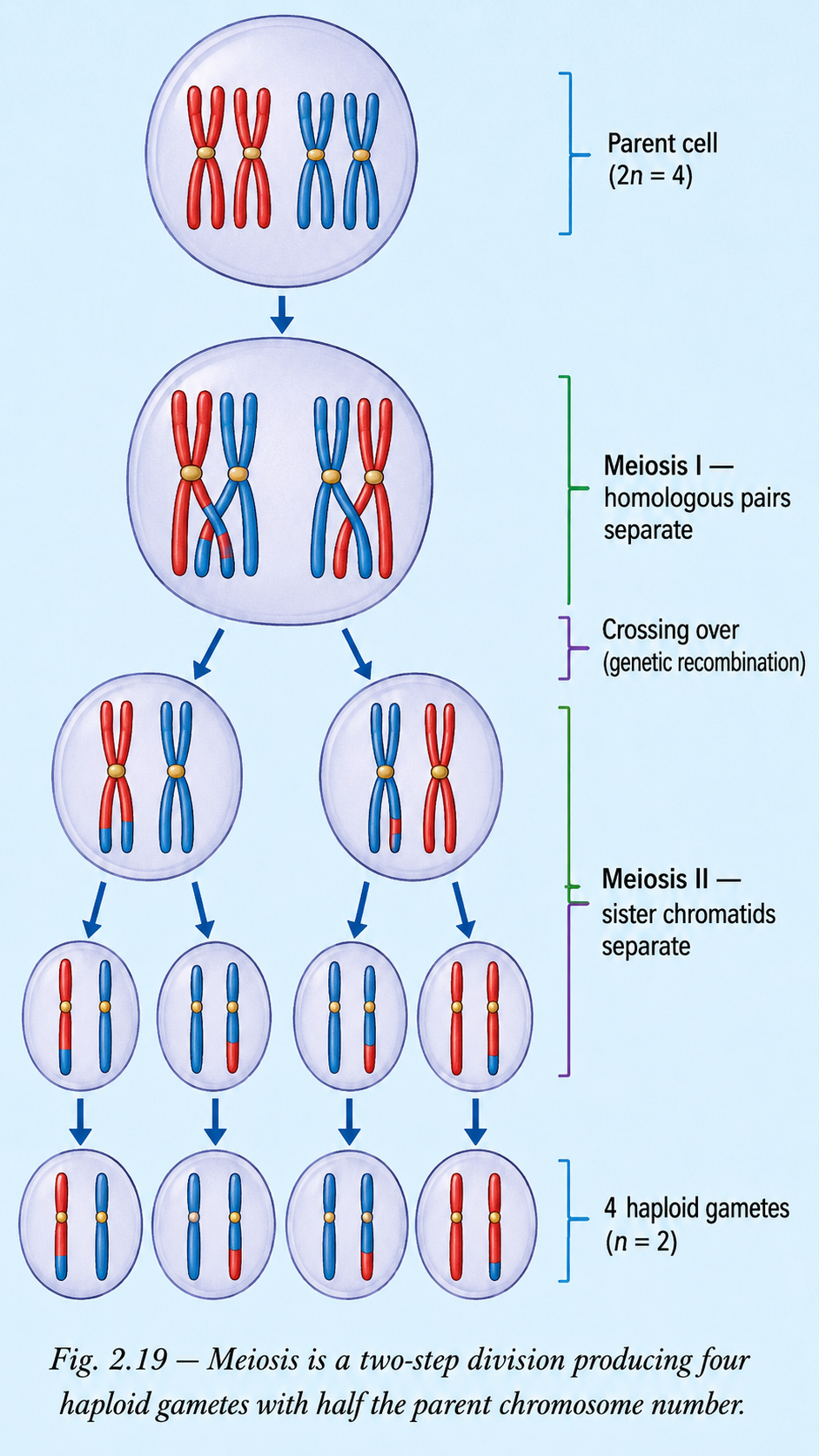 Image: A diagram of meiosis as a two-step process where one parent cell divides twice to form four daughter cells, each gamete having half the number of chromosomes of the parent.