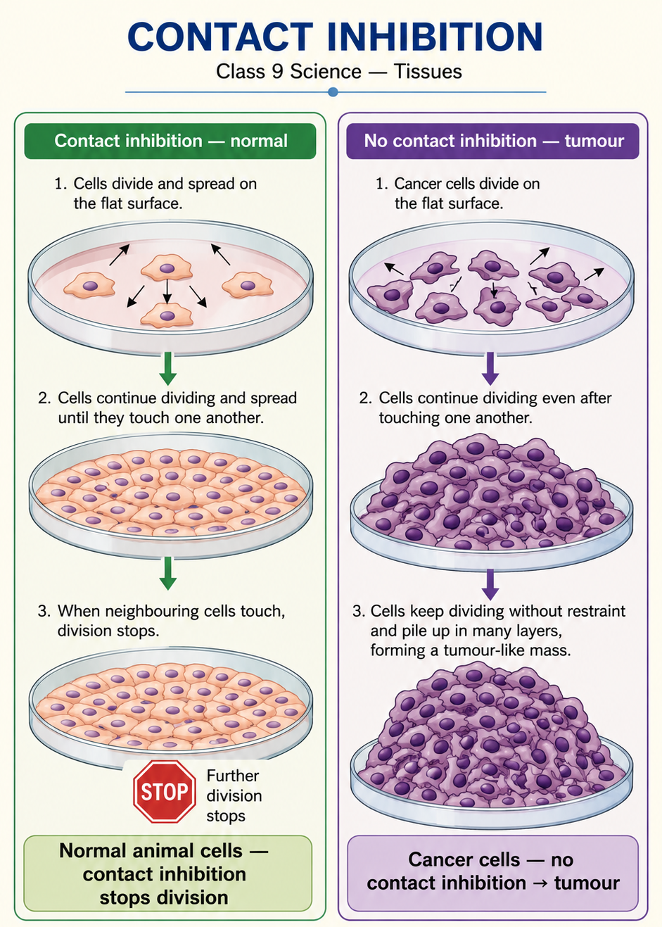 Image: A diagram showing normal cells growing and dying in a controlled way, beside abnormal cancer cells dividing uncontrollably to form a tumour that can invade nearby tissues and spread to other parts of the body.