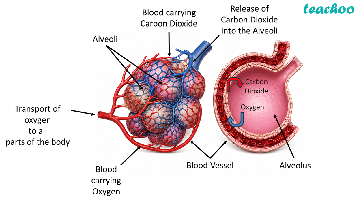 part 8 - 9.2.1 Respiration in Humans - Concepts - Chapter 9 Class 7 - Life Processes in Animals (Curiosity) - Class 7 (Curiosity)