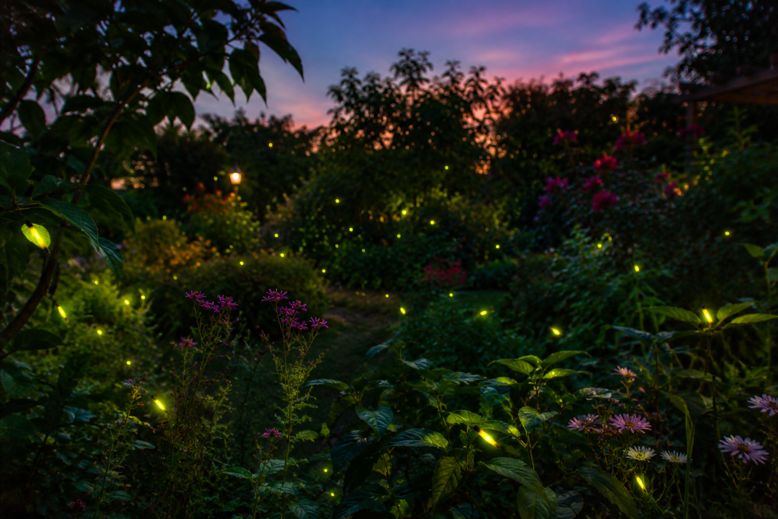 Image: A nighttime garden scene with multiple fireflies producing tiny green-yellow glowing lights against a dark bush and sky background