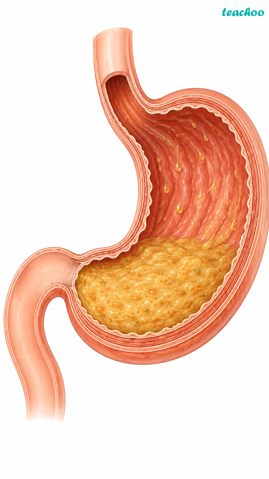 part 5 - 9.1.1 Digestion in Human Beings - Concepts - Chapter 9 Class 7 - Life Processes in Animals (Curiosity) - Class 7 (Curiosity)