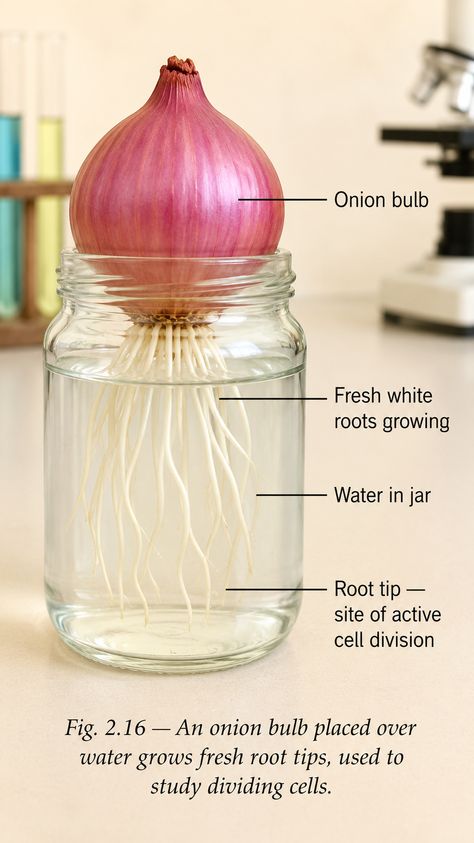 Image: An onion bulb placed on top of a jar of water so its base touches the water, with fresh white roots growing down into the jar, used to study dividing cells in the root tips.