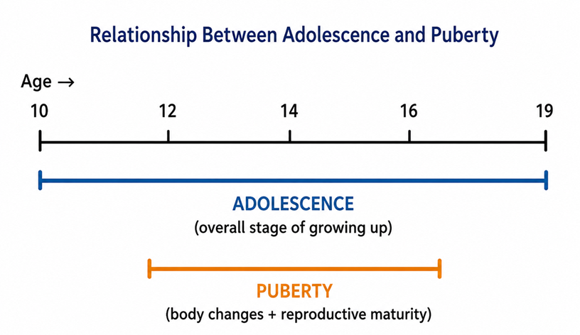 part 5 - 6.1 Growing With Age: The Teenage Years - Concepts - Chapter 6 Class 7 - Adolescence: A Stage of Growth and Change (Curiosi - Class 7 (Curiosity)