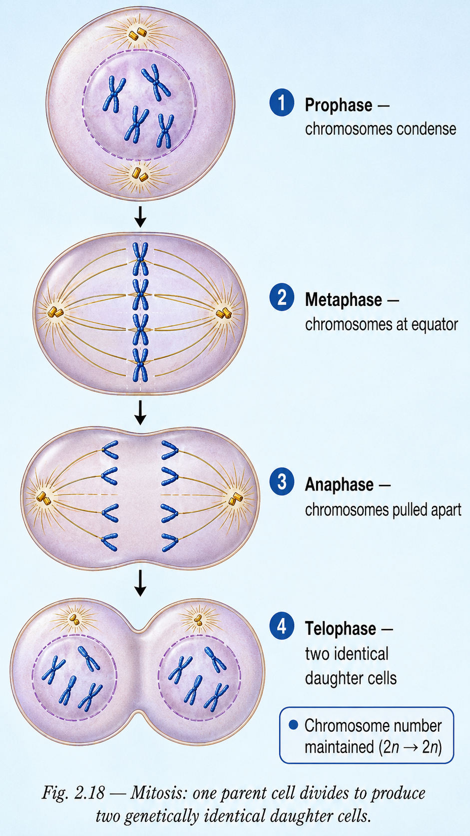 Image: A diagram of mitosis showing one parent cell dividing into two genetically identical daughter cells, each with the same DNA and the same number of chromosomes as the parent.