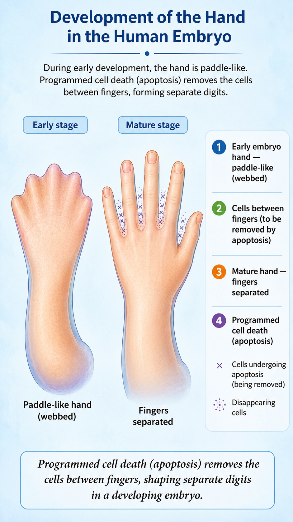 Image: A developing embryo's hand where programmed cell death removes the cells between the fingers, shaping separate fingers instead of a webbed hand, illustrating programmed cell death.
