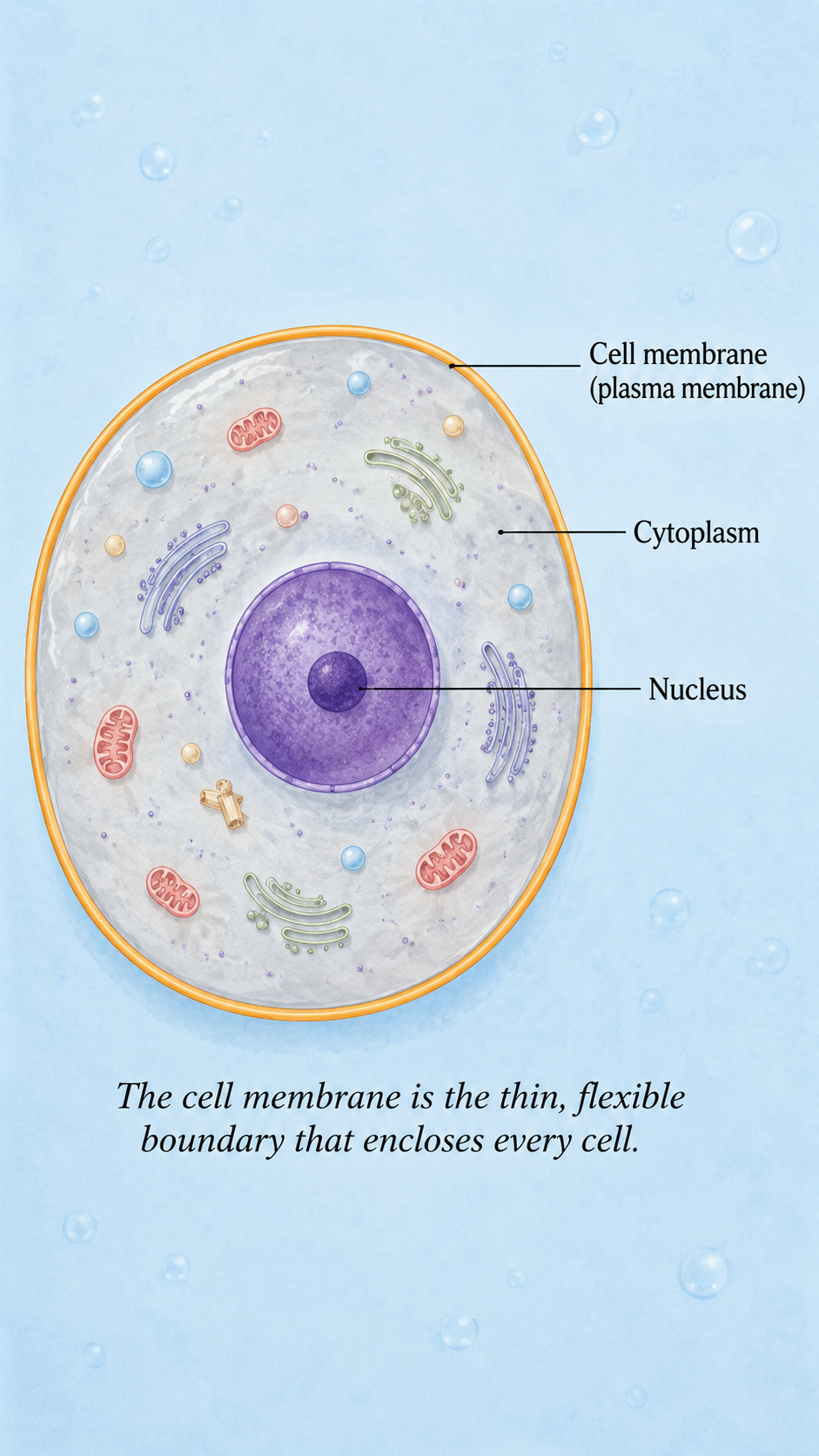 Image: A round cell with a clearly drawn thin outer boundary labelled cell membrane or plasma membrane, surrounding the jelly-like contents of the cell inside.