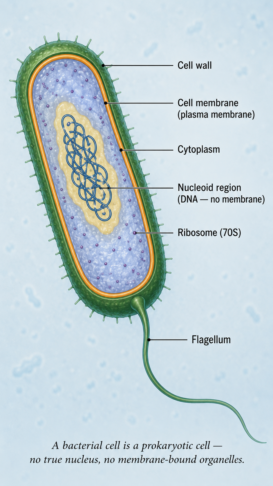 Image: A bacterial cell shown as a prokaryotic cell with no well-defined nucleus and no membrane-bound organelles, its genetic material lying free in the cytoplasm in the nucleoid region.