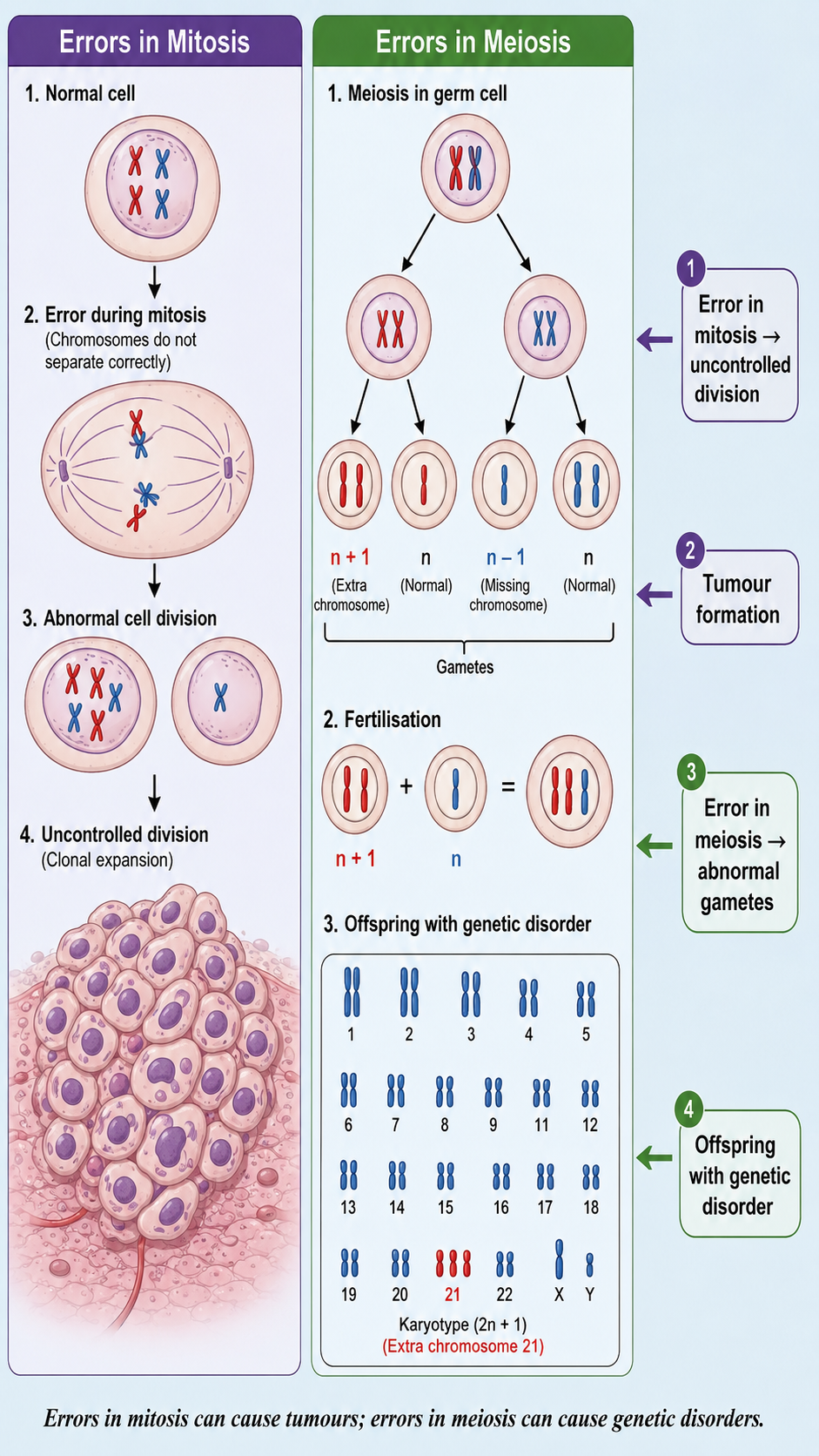 Image: A comparison showing errors in mitosis leading to uncontrolled cell division and tumour formation, beside errors in meiosis leading to genetic disorders and reduced fertility.