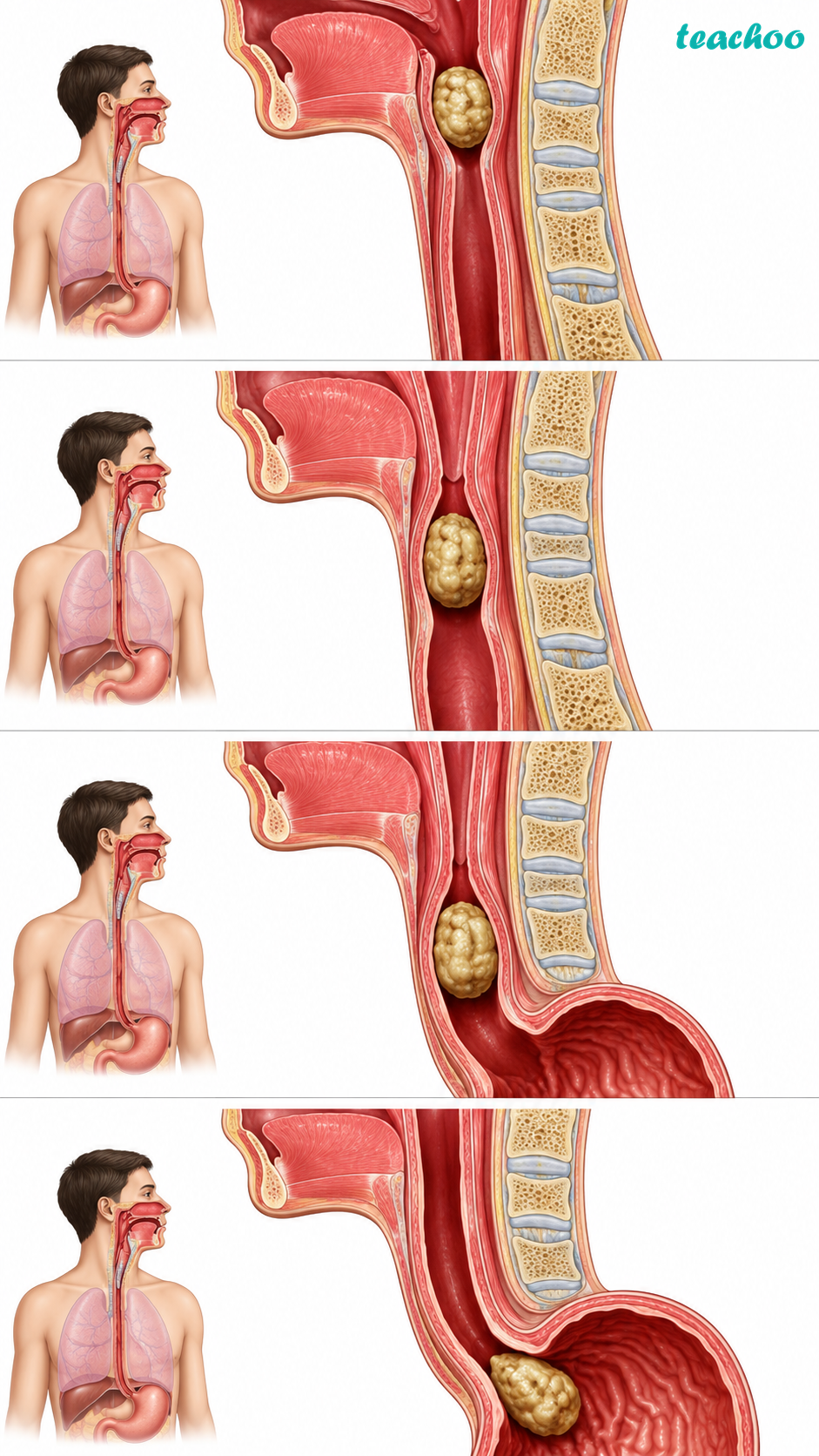 part 4 - 9.1.1 Digestion in Human Beings - Concepts - Chapter 9 Class 7 - Life Processes in Animals (Curiosity) - Class 7 (Curiosity)