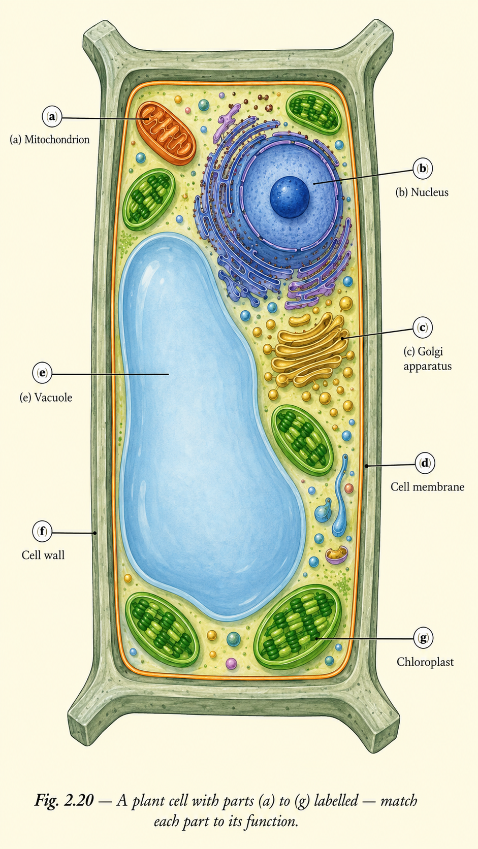 Image: A labelled plant cell diagram with parts marked a to g, showing mitochondria, nucleus, Golgi apparatus, cell membrane, vacuole, cell wall and chloroplast, to be matched with their functions.