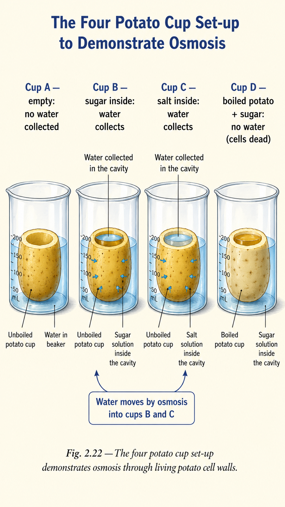 Image: Four potato cups in beakers of water — Cup A empty, Cup B with sugar, Cup C with salt, and Cup D a boiled potato with sugar — showing water gathering in Cups B and C but not in A and D.