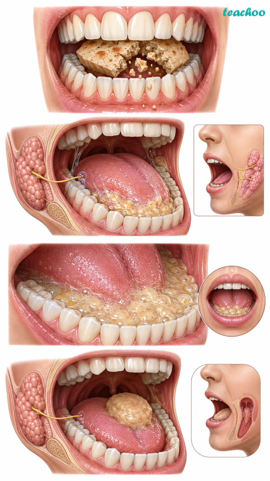 9.1.1 Digestion in Human Beings - Life Processes in Anim - Class 7 (Cu - Concepts