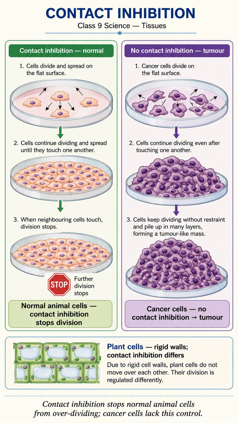 Image: Animal cells stopping division when they touch each other to show contact inhibition preventing tumours, beside plant cells with rigid walls that do not show contact inhibition.