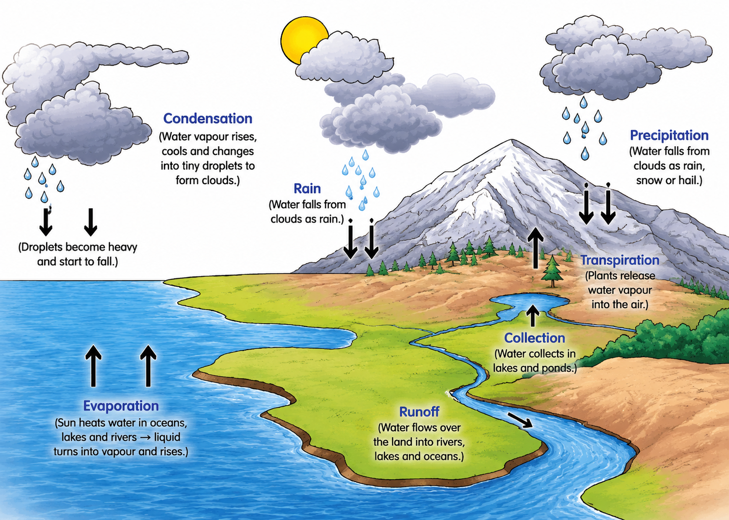 Image: A labelled diagram of the water cycle showing the Sun causing evaporation from oceans and lakes, water vapour rising, condensing into clouds, precipitation falling as rain or snow, water flowing back into rivers, seeping into groundwater, and cycling again